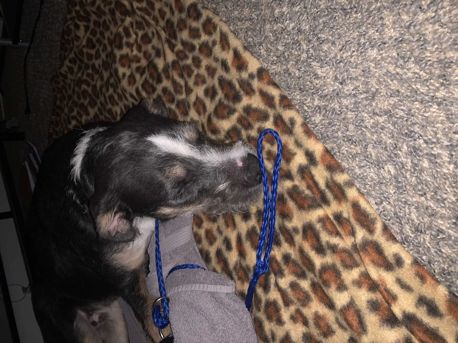 Lost dog in Bloomsdale, MO, 63627