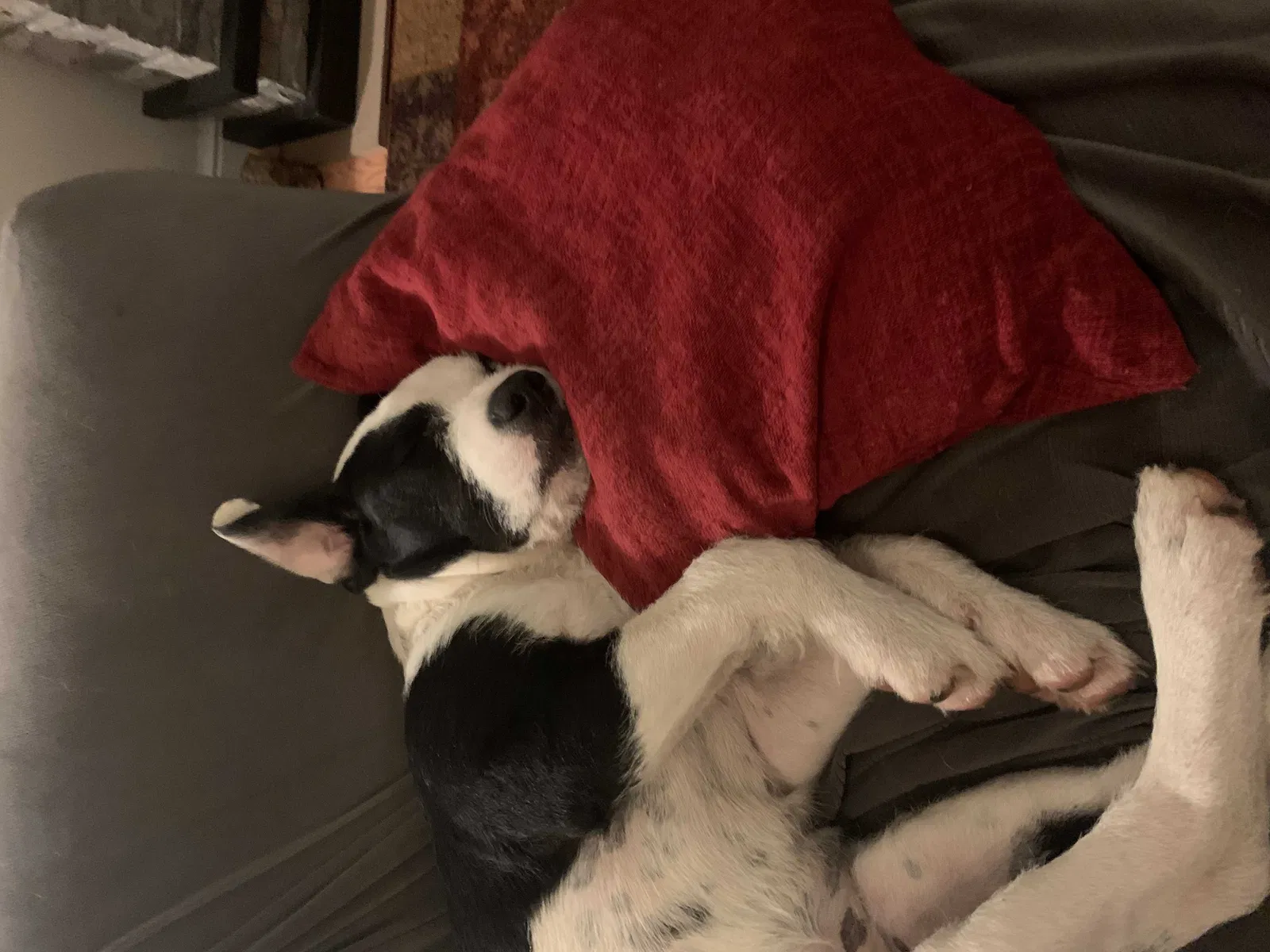 Lost dog in Bloomsdale, MO, 63627