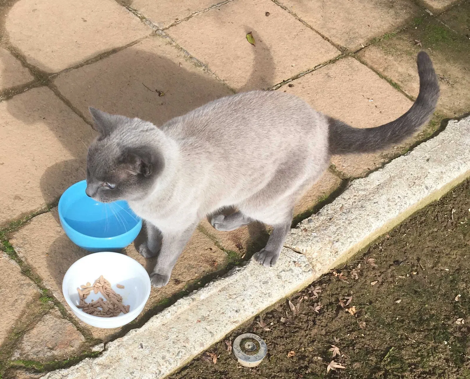 Found cat in Fresno, CA, 93711