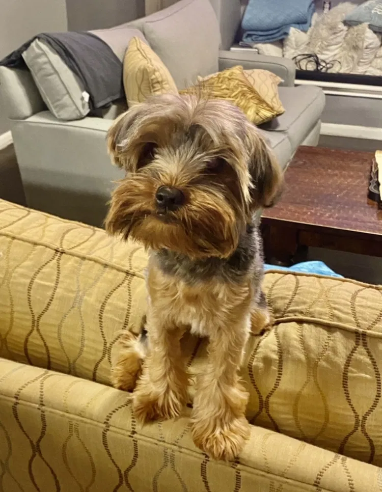 Lost dog in San Antonio, TX, 78251