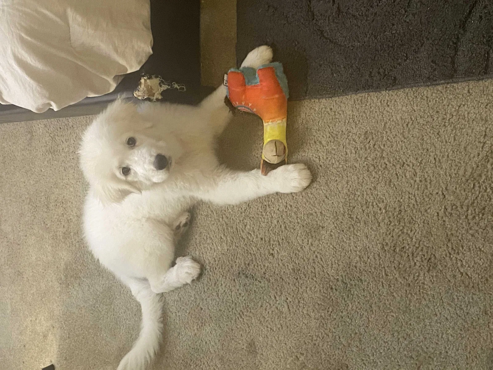 Lost dog in Glendora, CA, 91740