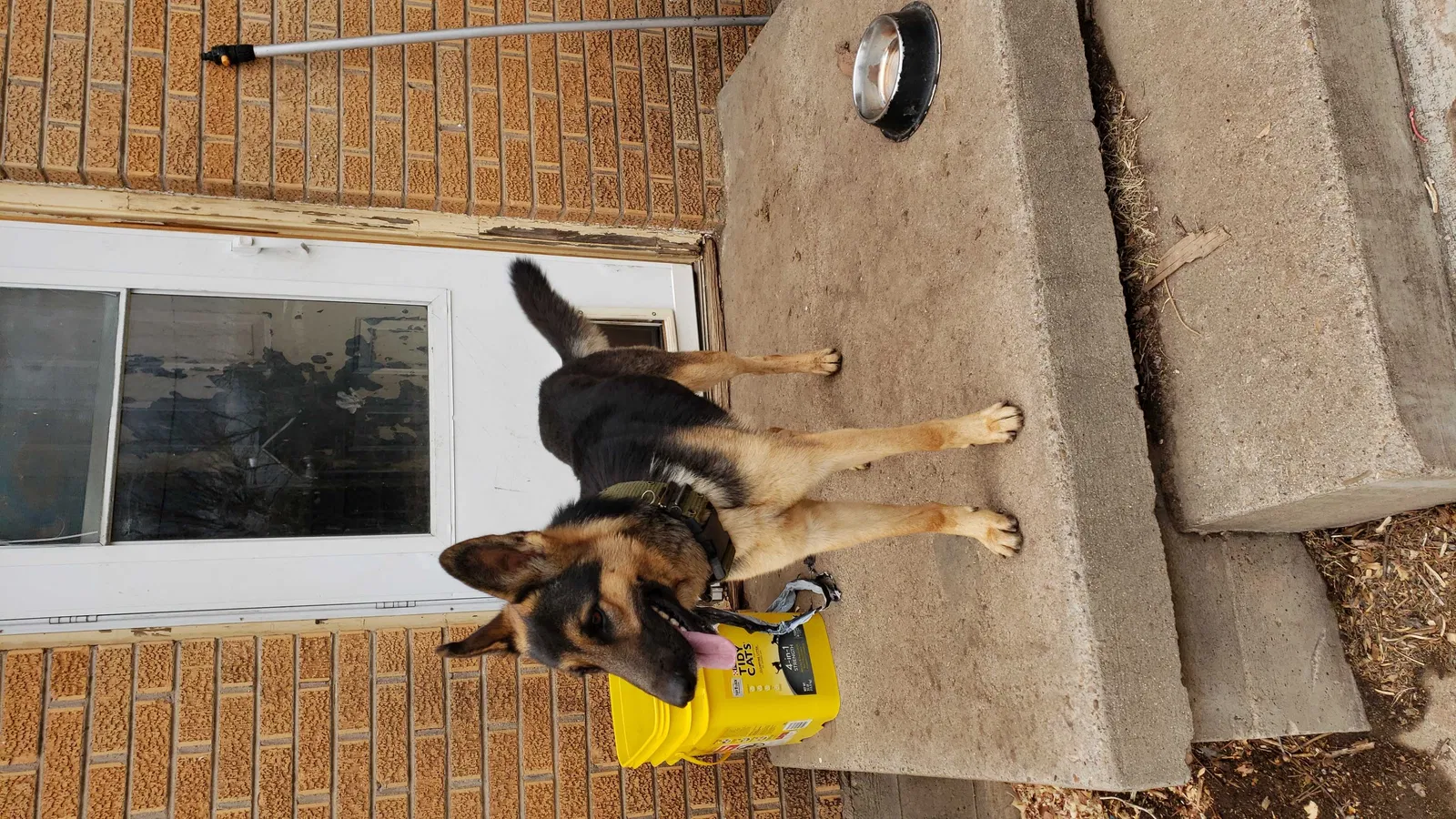 Lost dog in Amarillo, TX, 79102