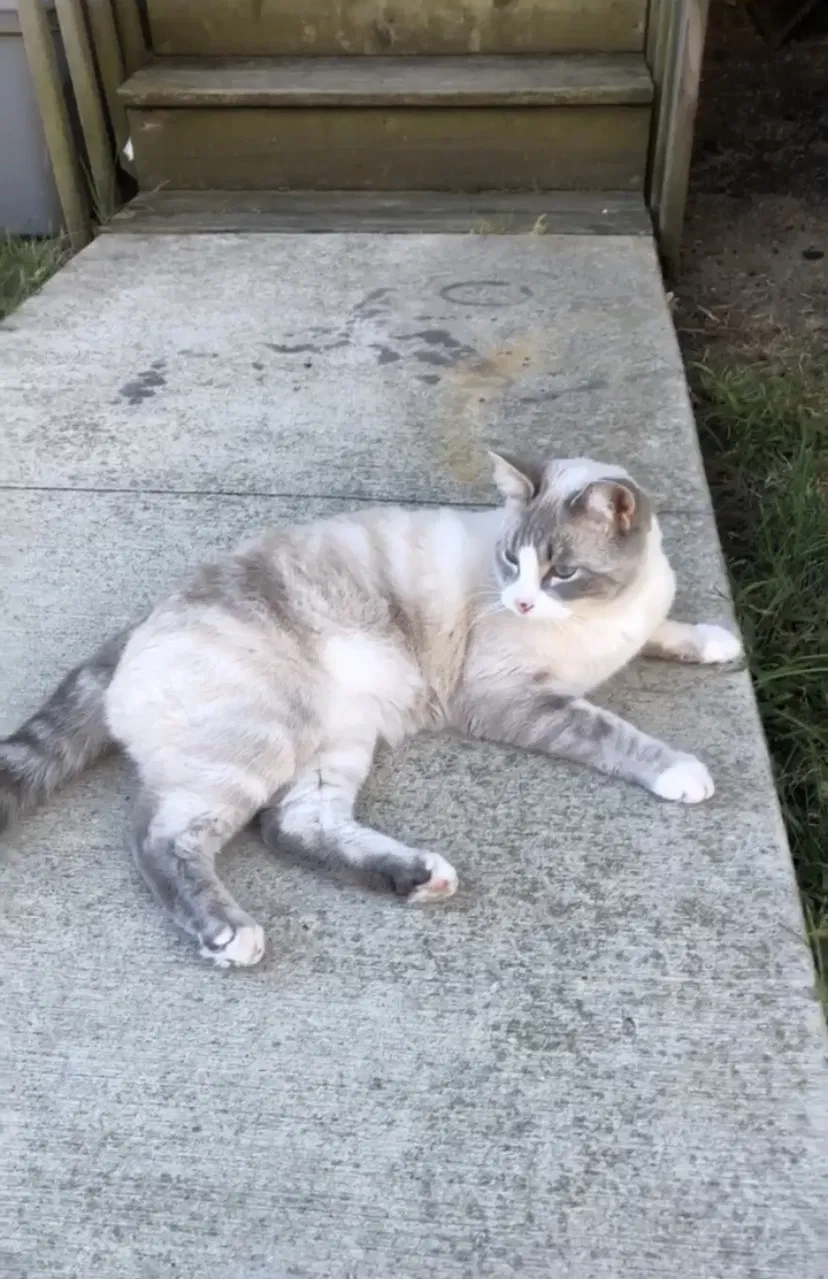 Lost cat in Columbus, OH, 43212