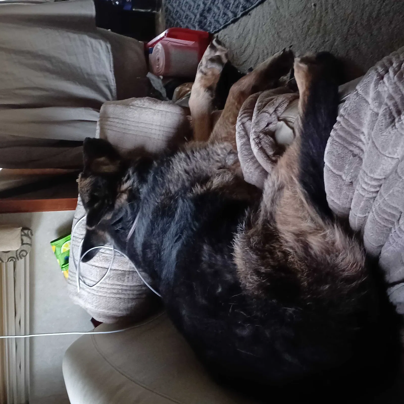 Lost dog in Winchester, CA, 92596