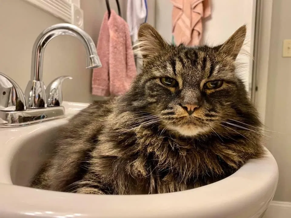 Lost cat in Spokane, WA, 99205