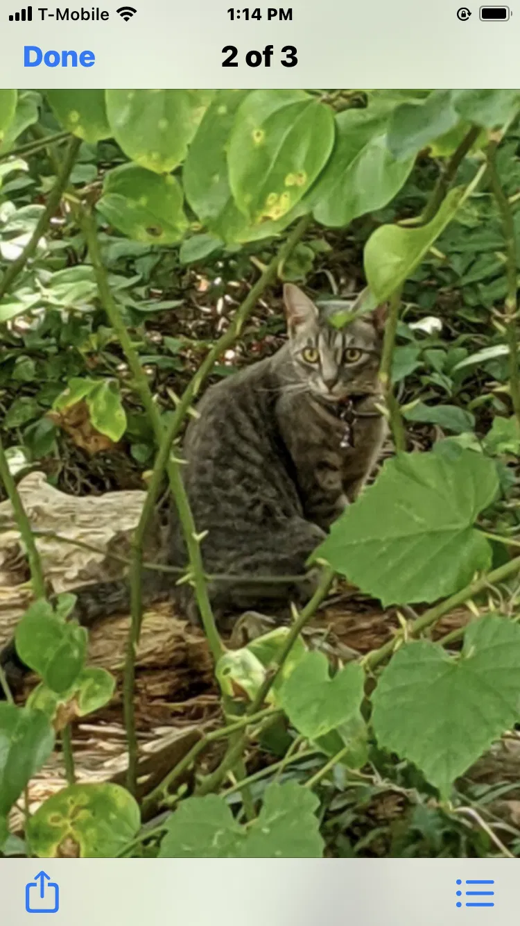 Lost cat in Odenton, MD, 21113