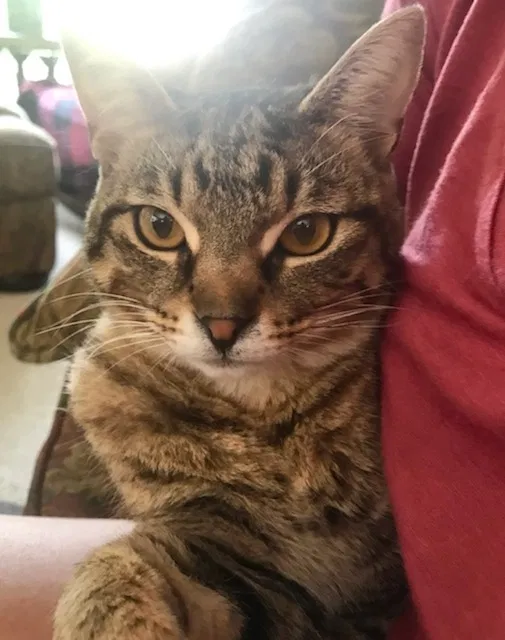 Lost cat in Fairfield, OH, 45014
