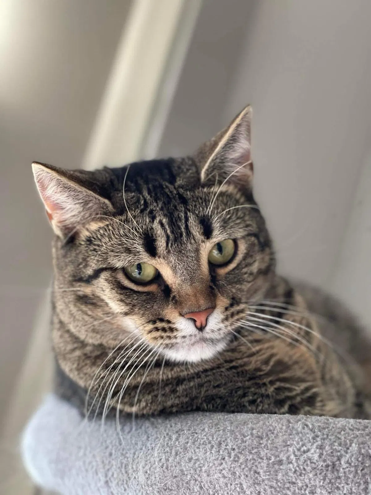 Lost cat in Unknown, SC, 29486