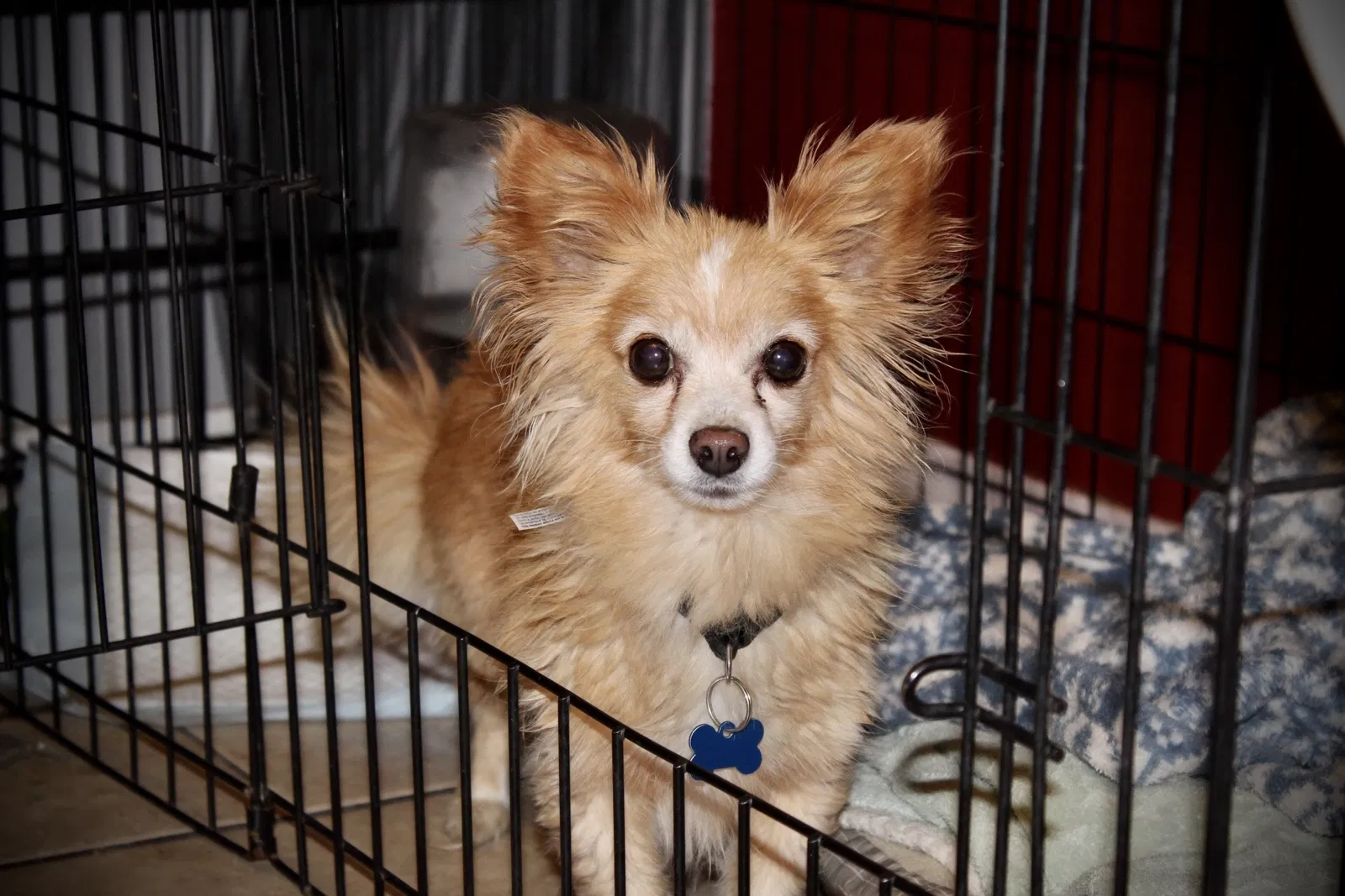 Lost dog in Las Vegas, NV, 89108