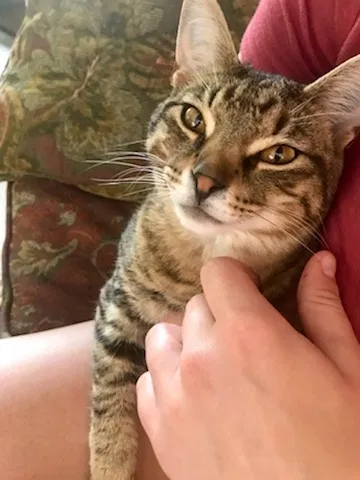 Lost cat in Fairfield, OH, 45014