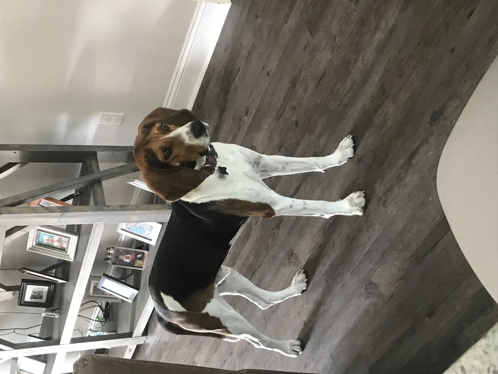 Lost dog in Jacksonville, FL, 32234