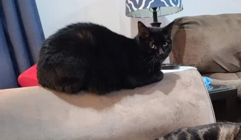 Lost cat in Charlotte, NC, 28278
