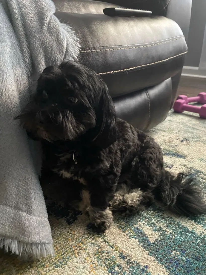 Lost dog in Birmingham, AL, 35234