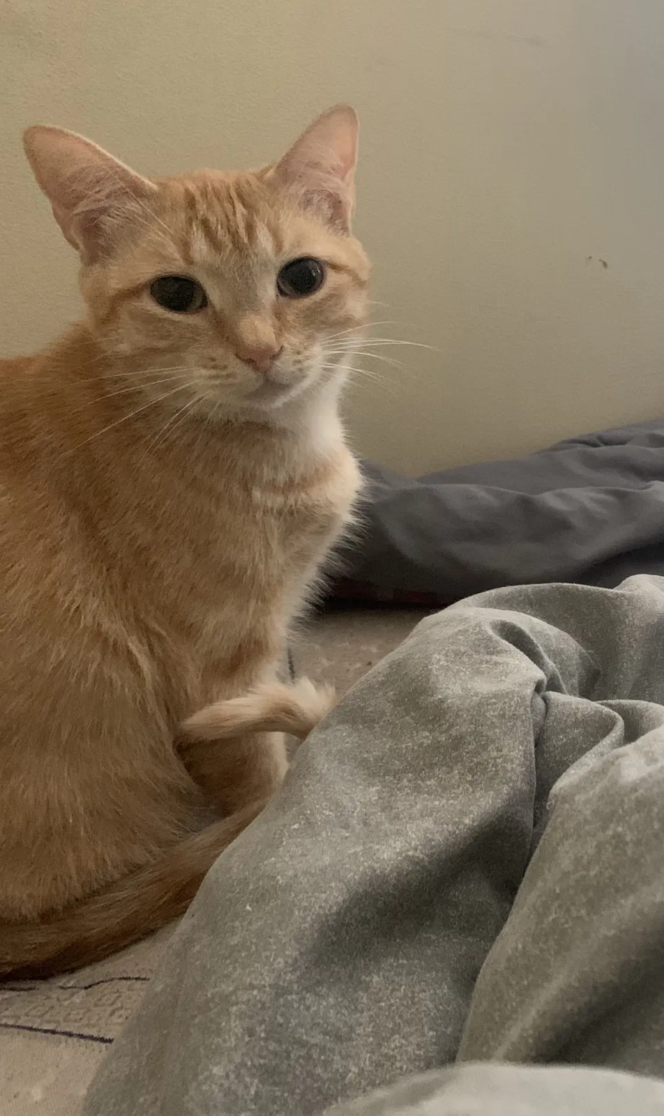 Lost cat in Noble, OK, 73068