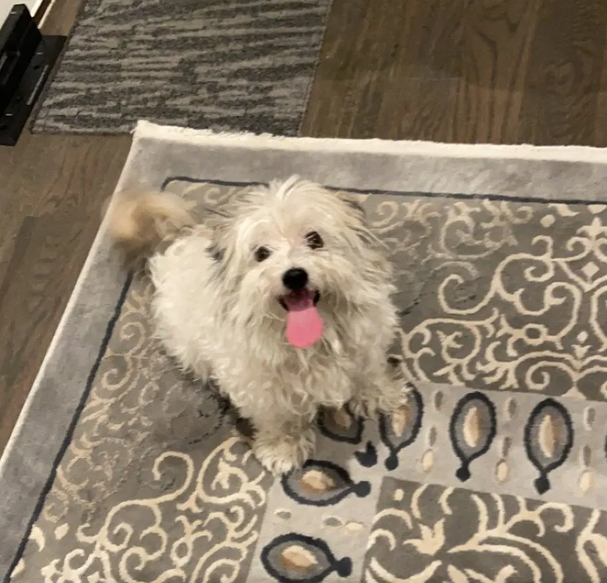 Lost dog in Dallas, TX, 75232