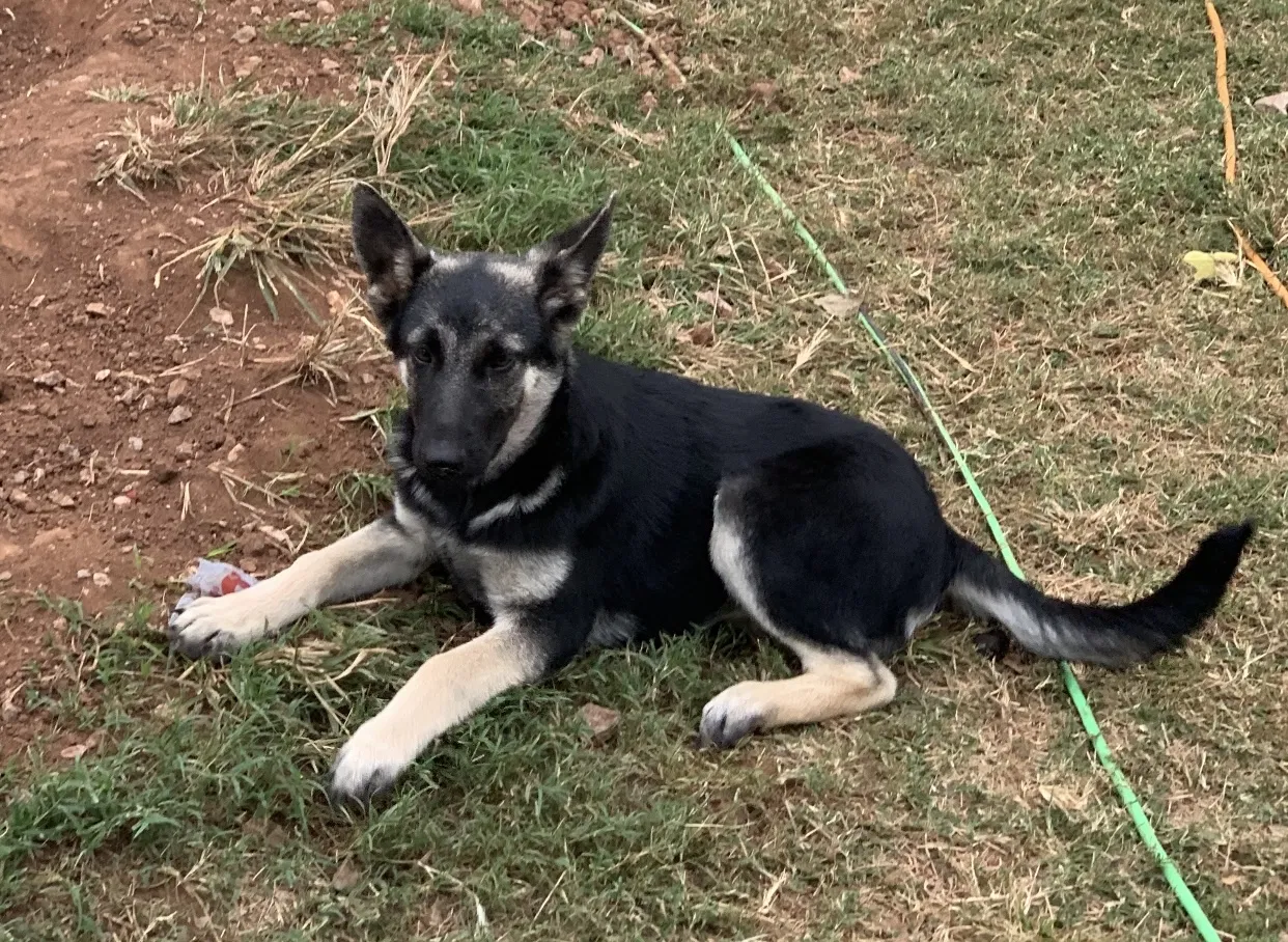 Lost dog in Oklahoma City, OK, 73109