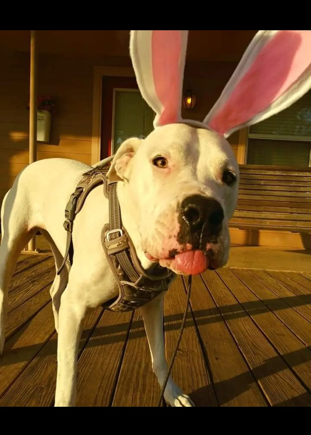 Lost dog in Rosanky, TX, 78953