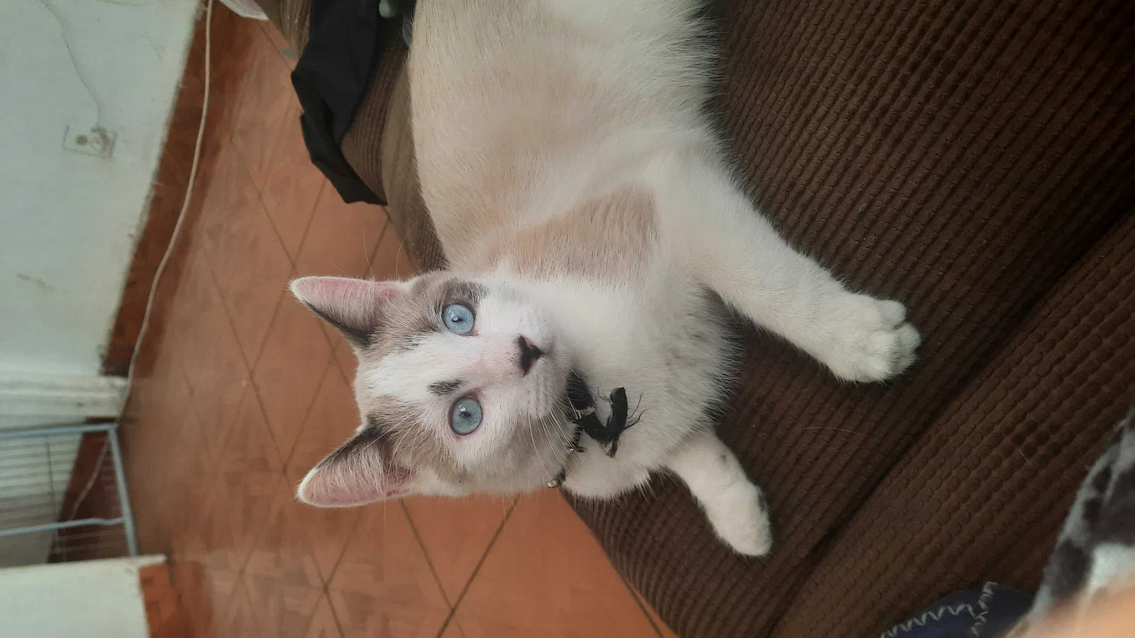 Lost cat in Highland, CA, 92346