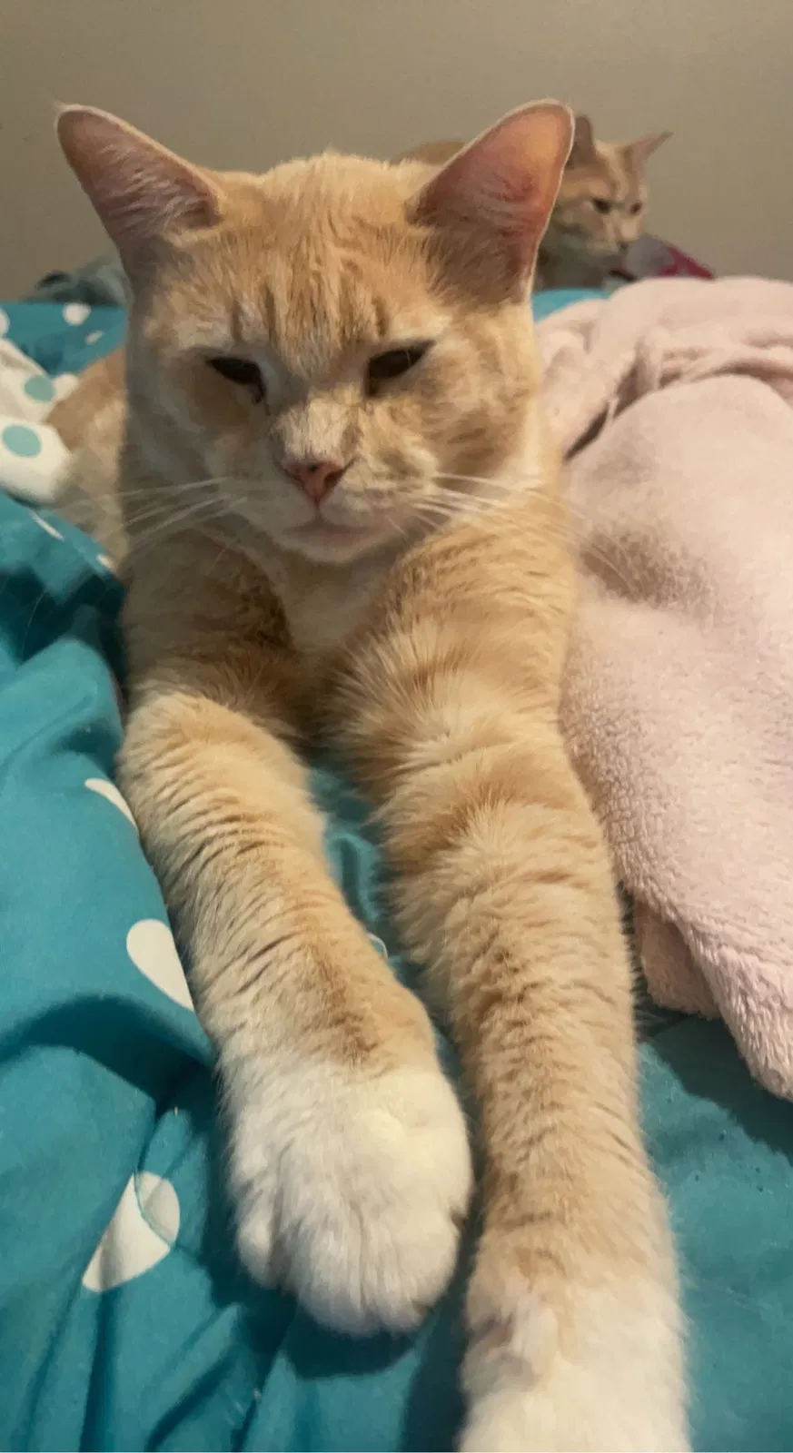 Lost cat in Fort Worth, TX, 76126