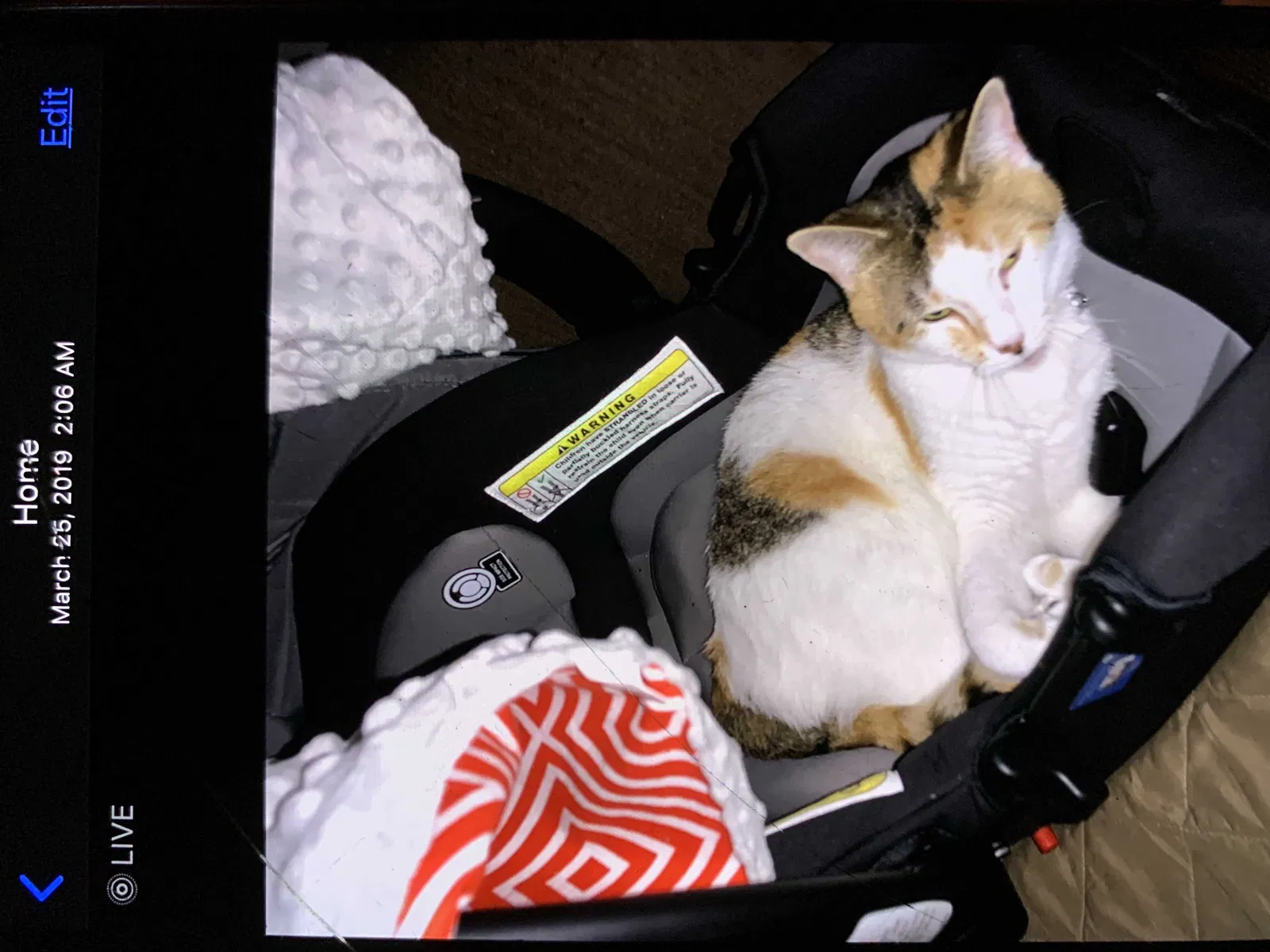 Lost cat in Athens, TX, 75751