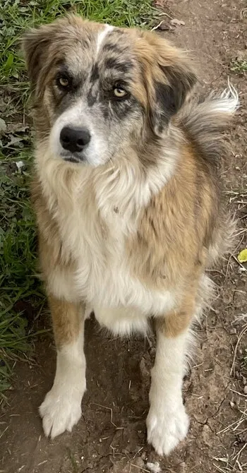 Lost dog in Mesa, AZ, 85204