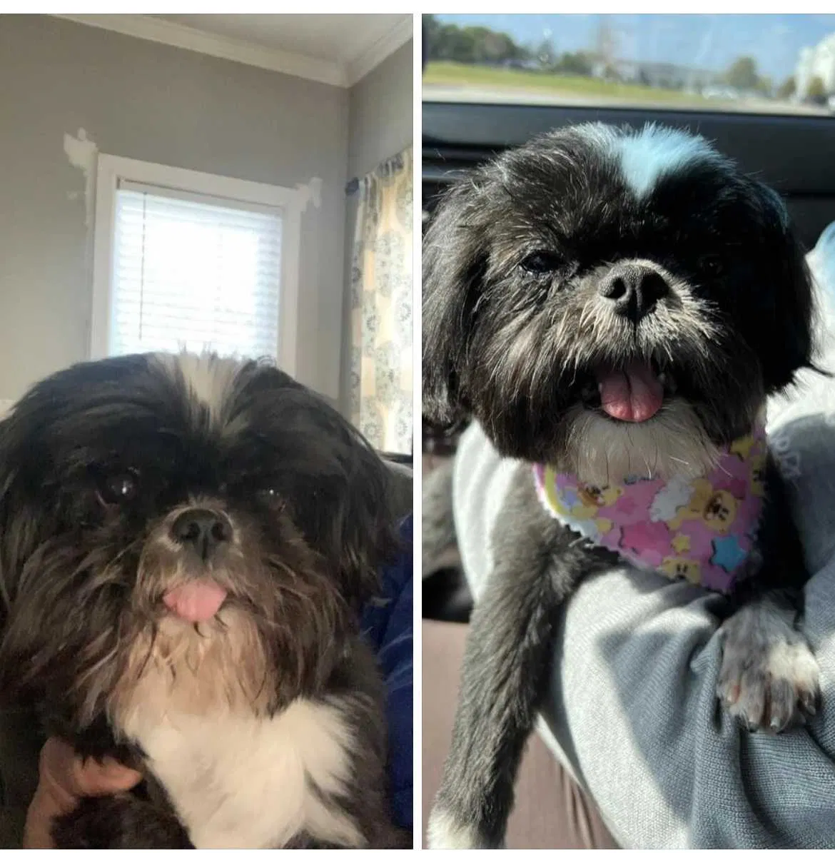 Lost dog in Memphis, TN, 38114