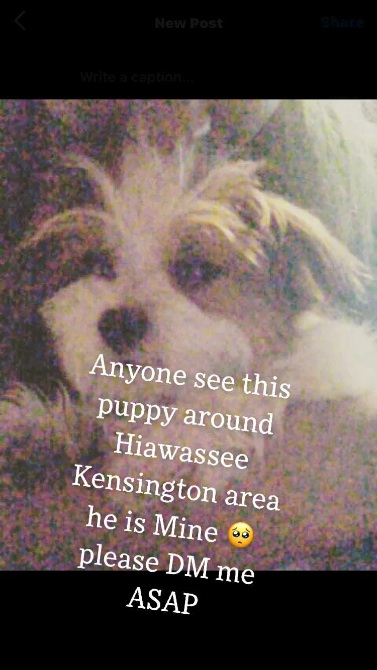 Lost dog in Orlando, FL, 32818