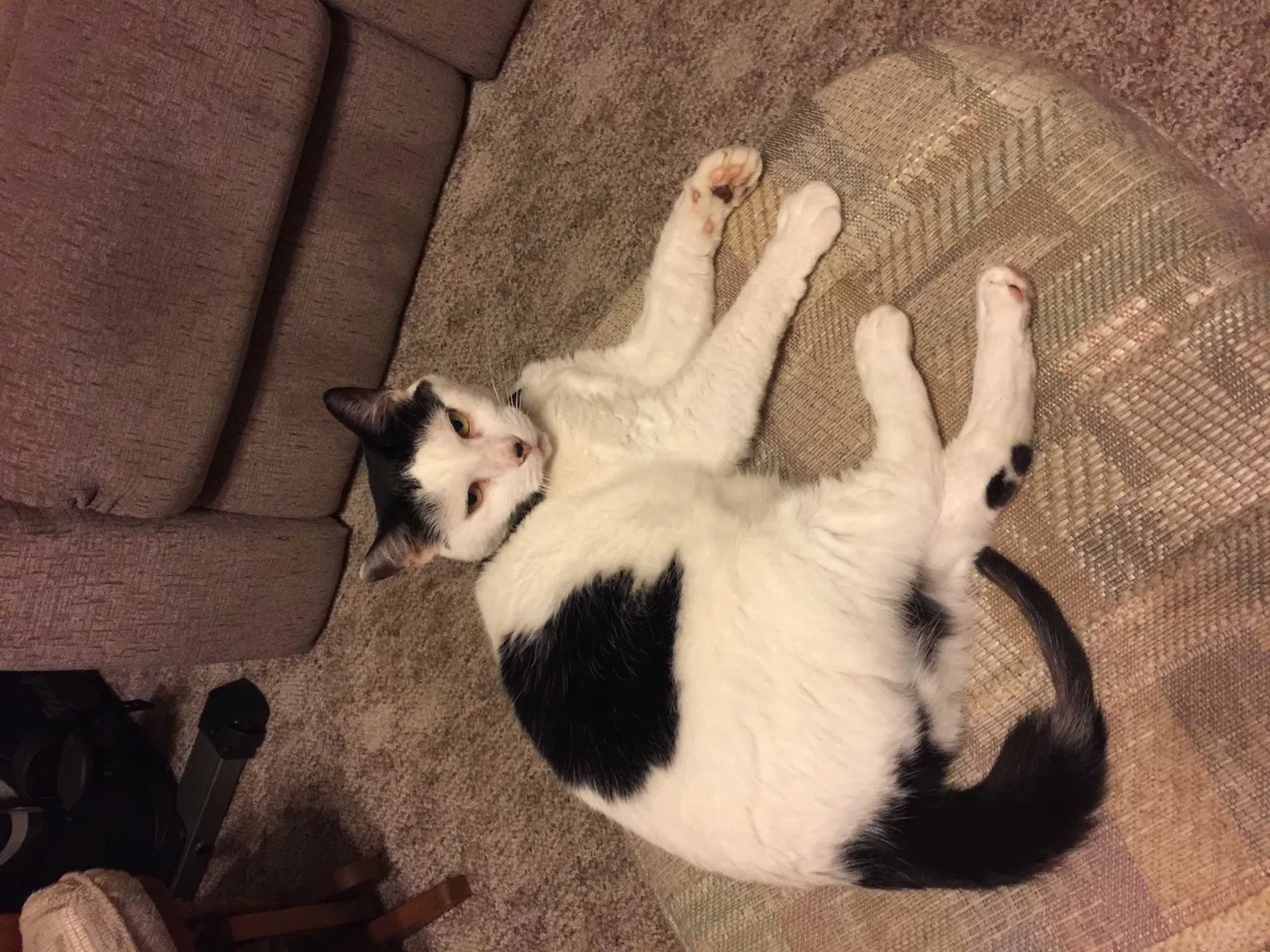 Lost cat in Shepherdsville, KY, 40165