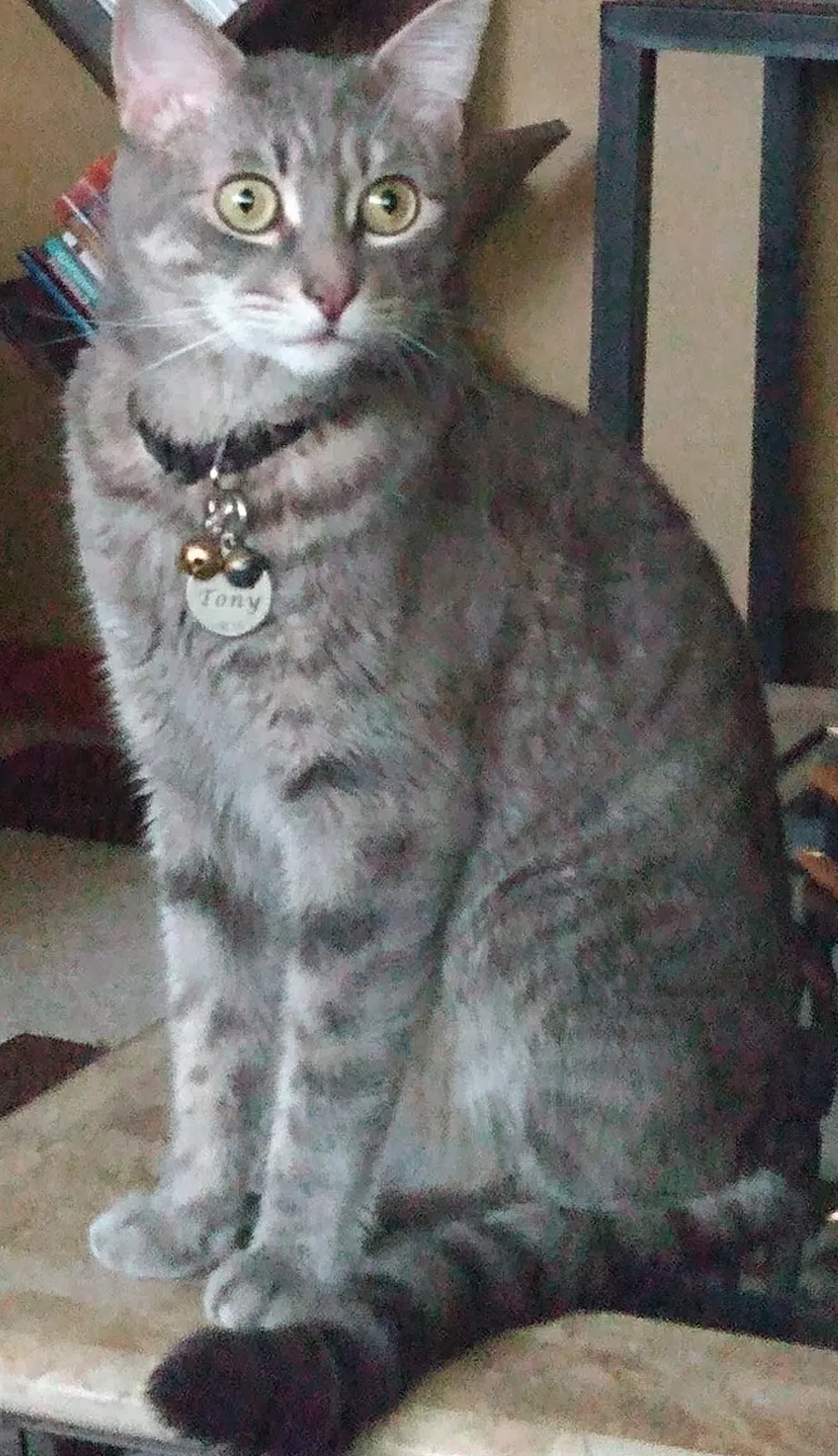 Lost cat in Deltona, FL, 32738