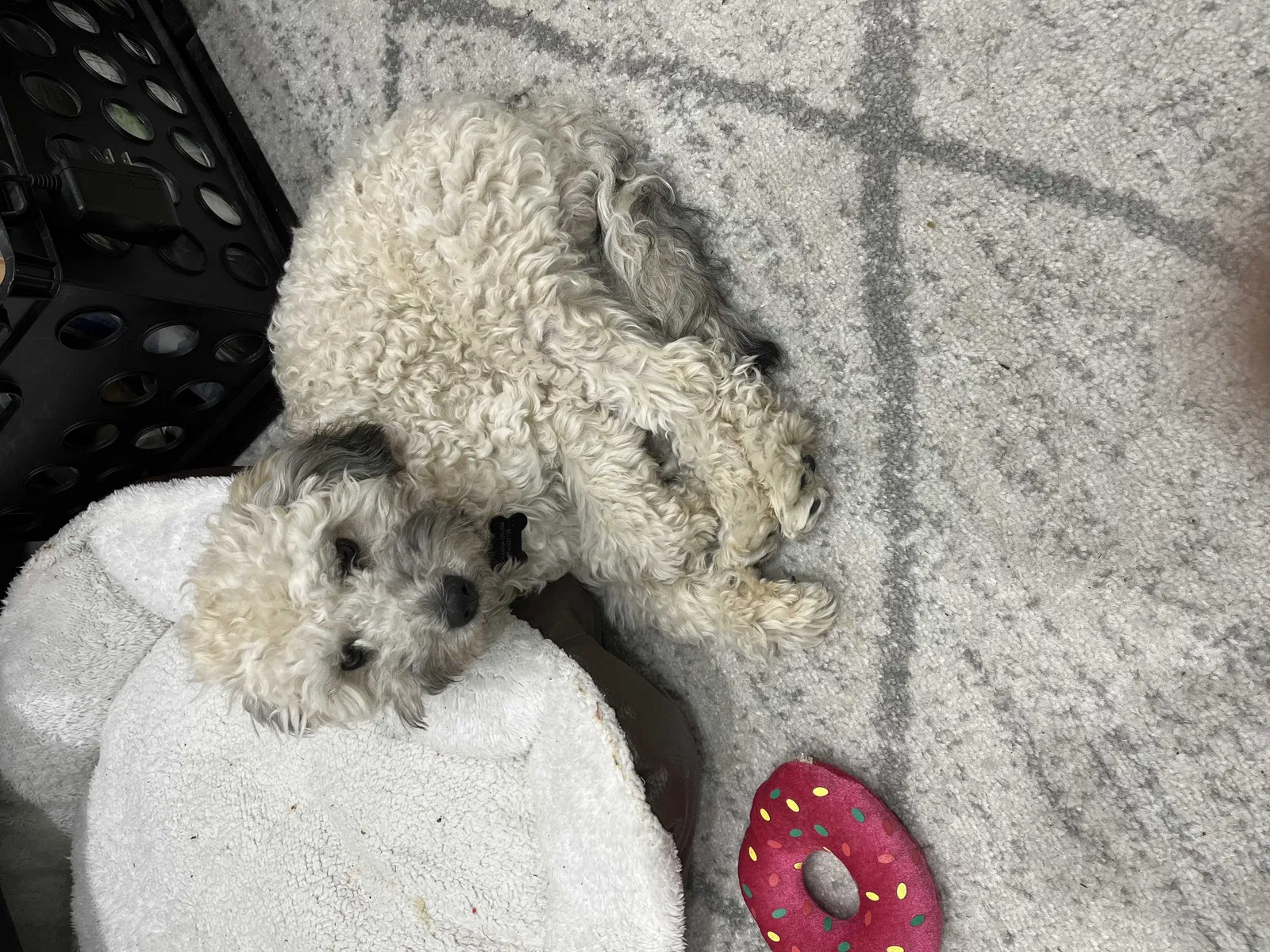 Lost dog in Santa Ana, CA, 92707