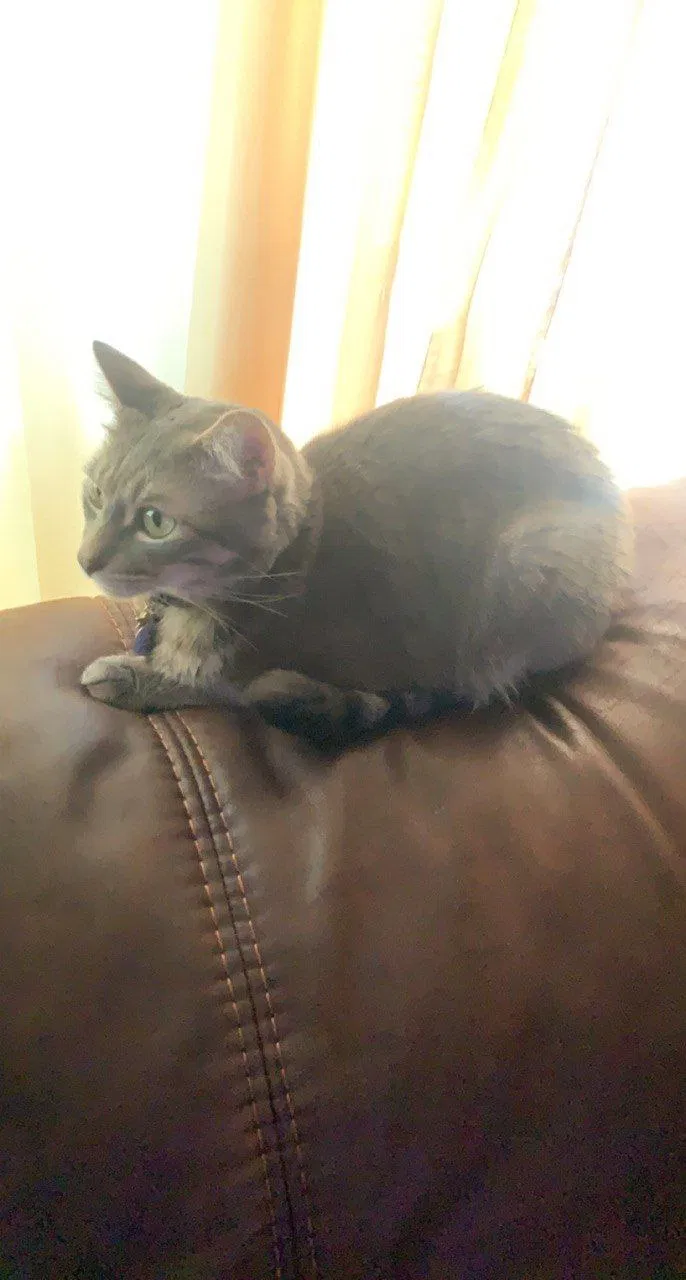 Lost cat in Deltona, FL, 32738