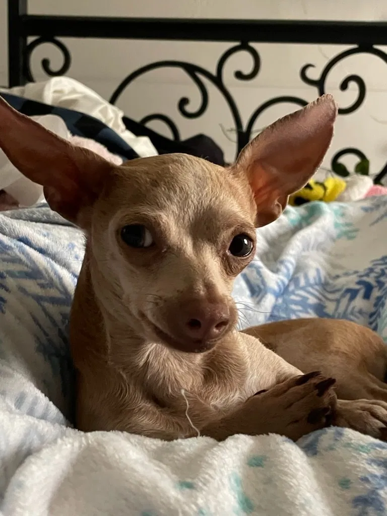 Lost dog in Garland, TX, 75042