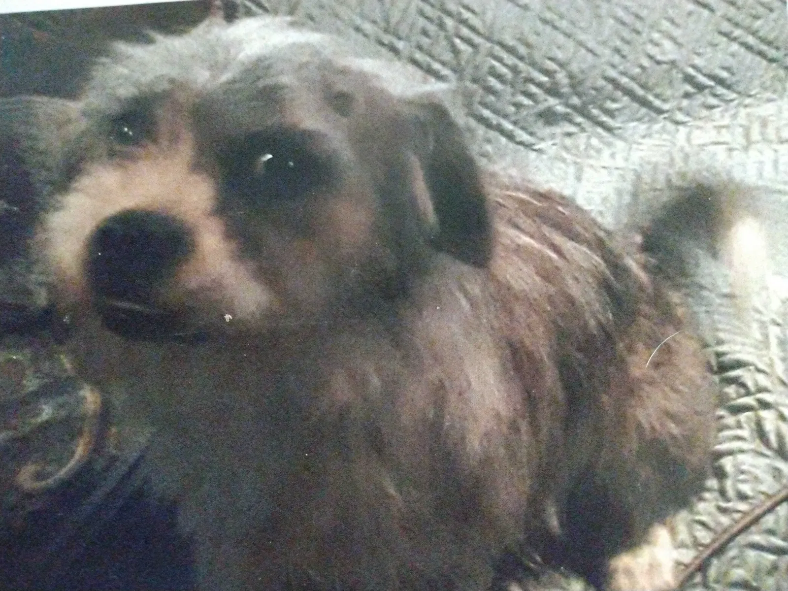 Lost dog in New Port Richey, FL, 34654