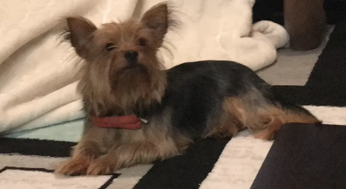 Lost dog in Orlando, FL, 32839