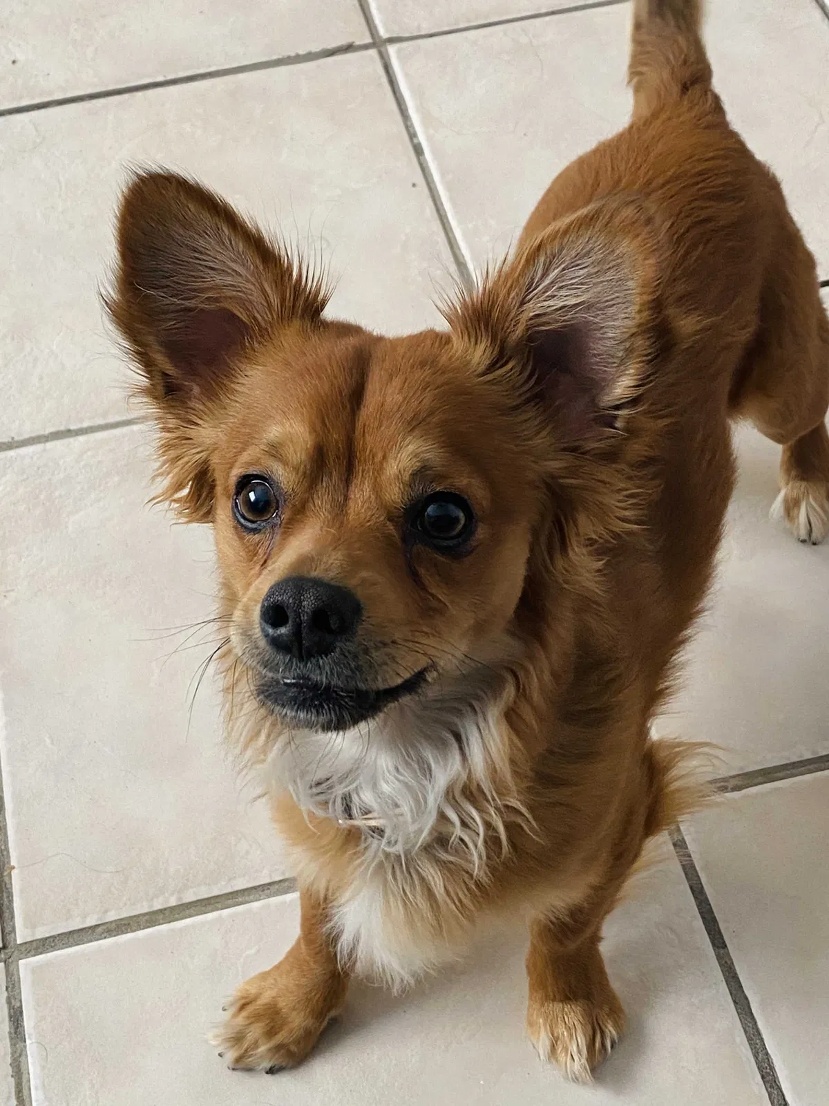 Lost dog in Albuquerque, NM, 87105
