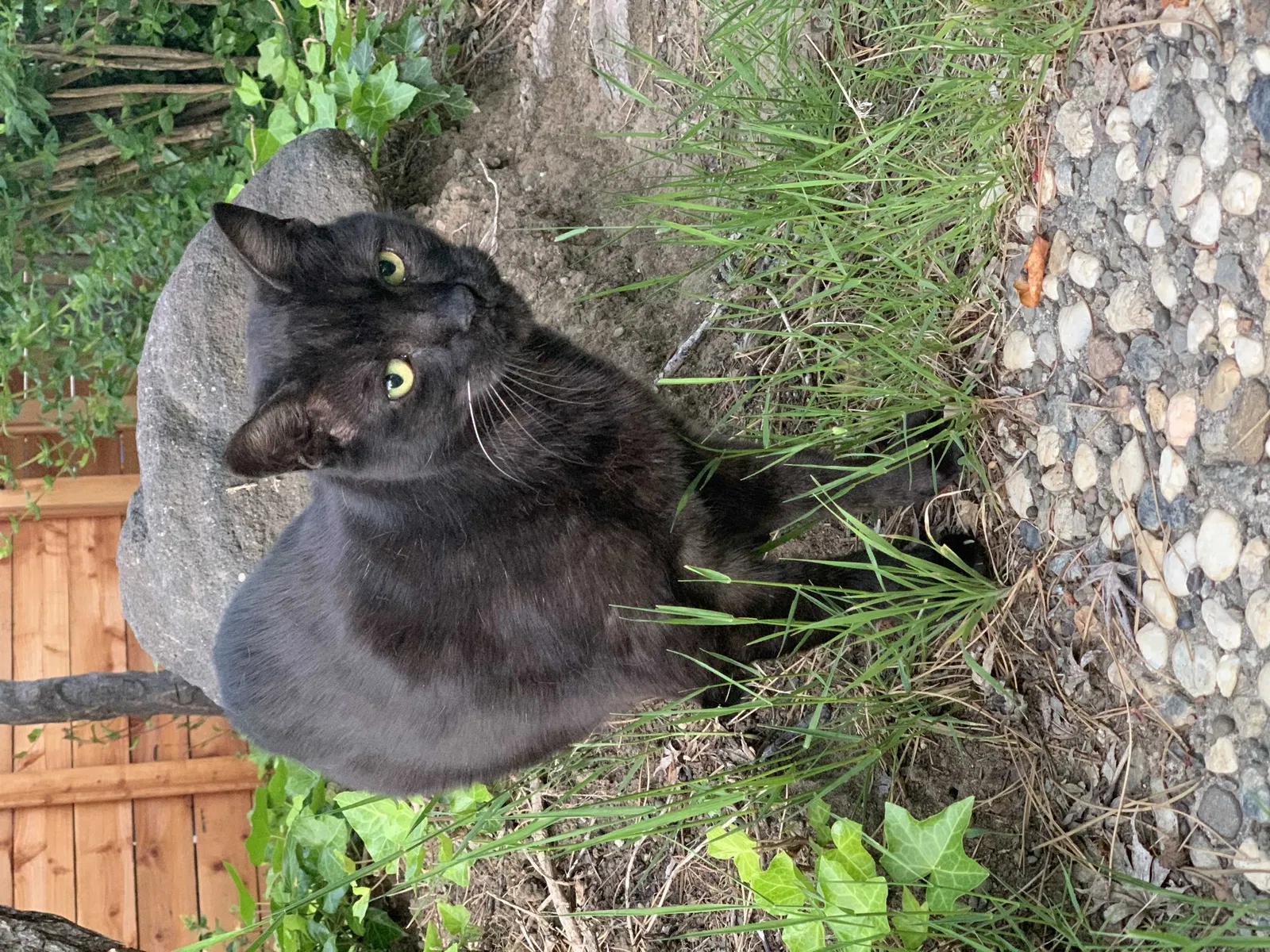 Lost cat in Napa, CA, 94558