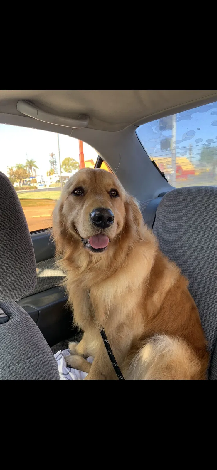 Lost dog in Norwalk, CA, 90650