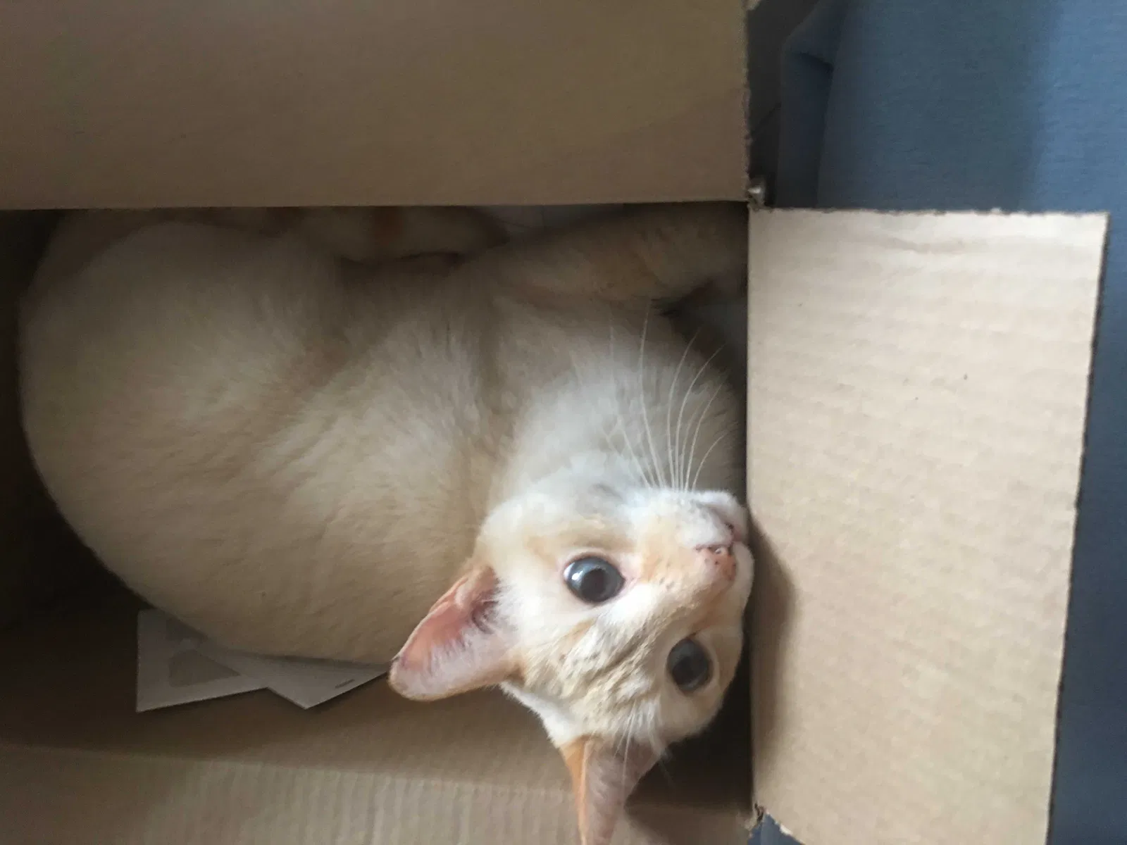 Lost cat in Graham, NC, 27253