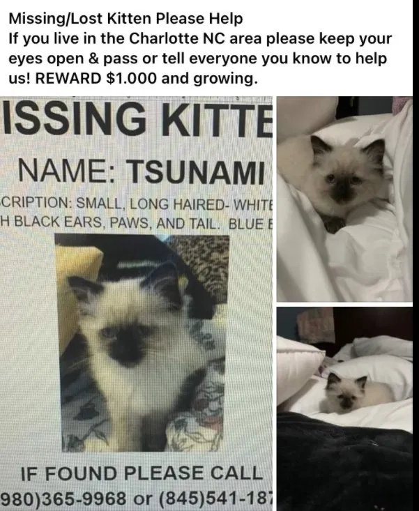Lost cat in Charlotte, NC, 28204