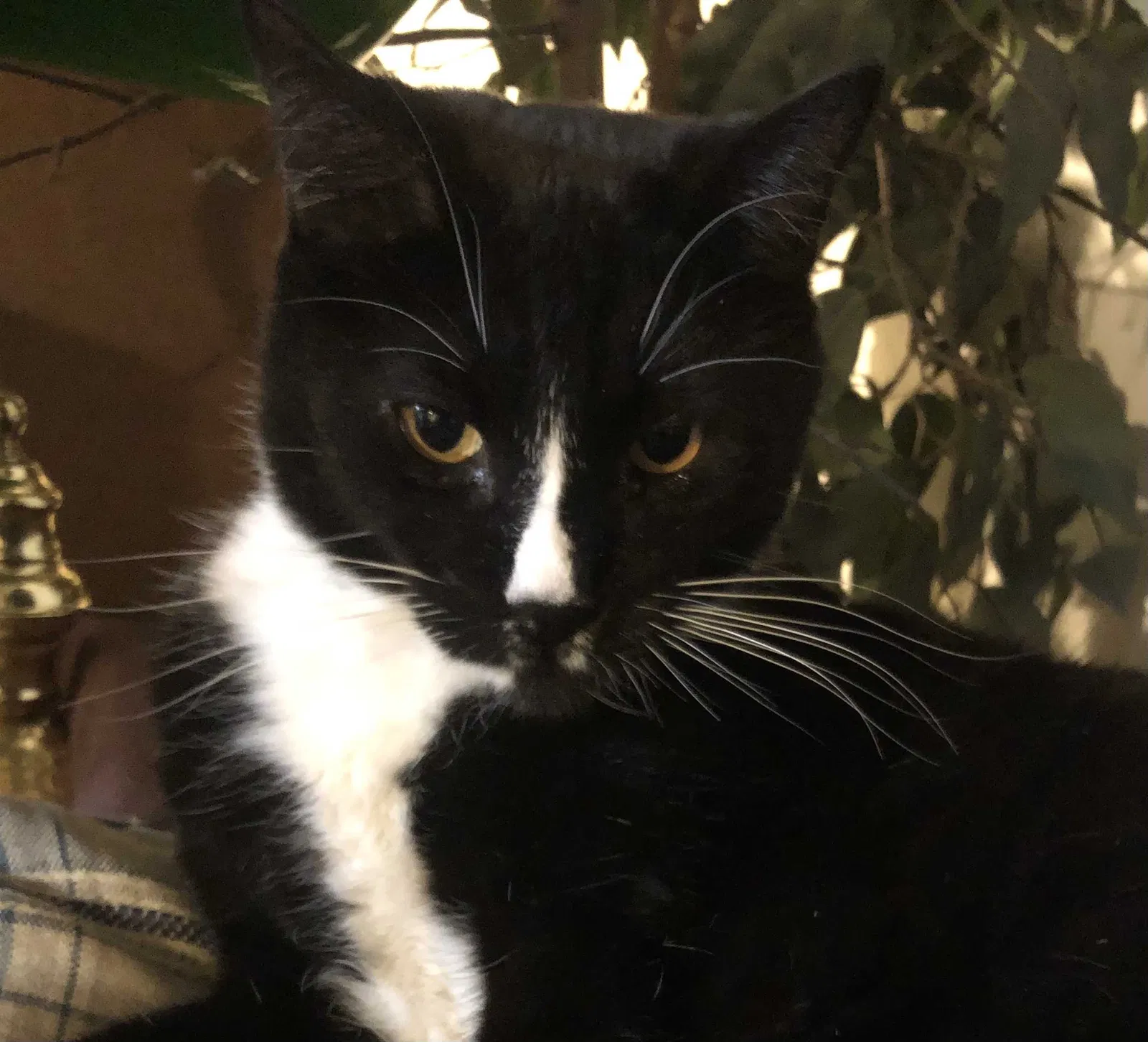 Lost cat in San Marcos, CA, 92069