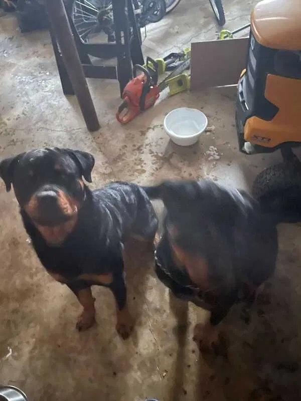 Found dog in Upper Marlboro, MD, 20772