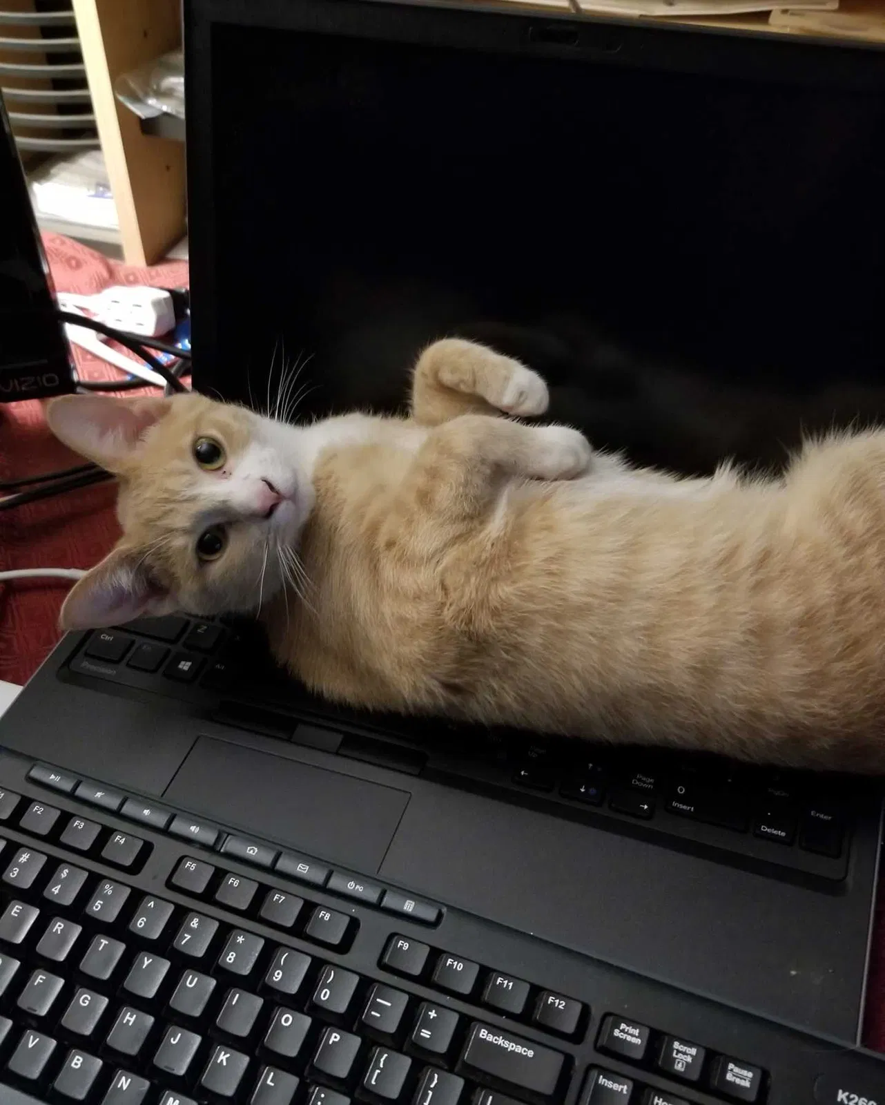 Lost cat in Marietta, GA, 30062