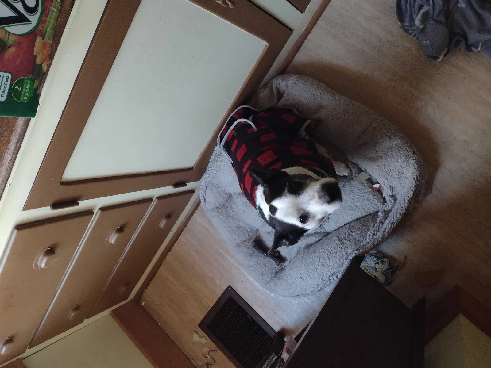 Lost dog in Wiscasset, ME, 4578