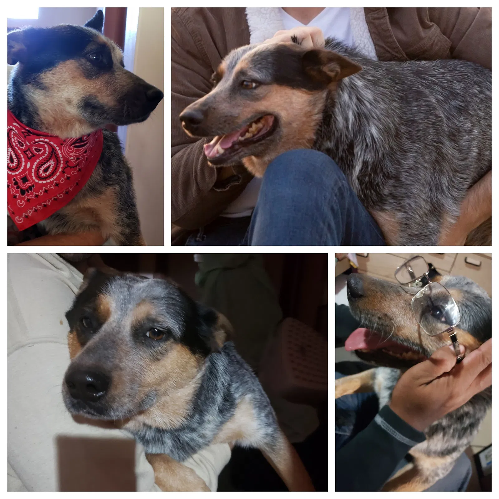 Lost dog in Laredo, TX, 78045