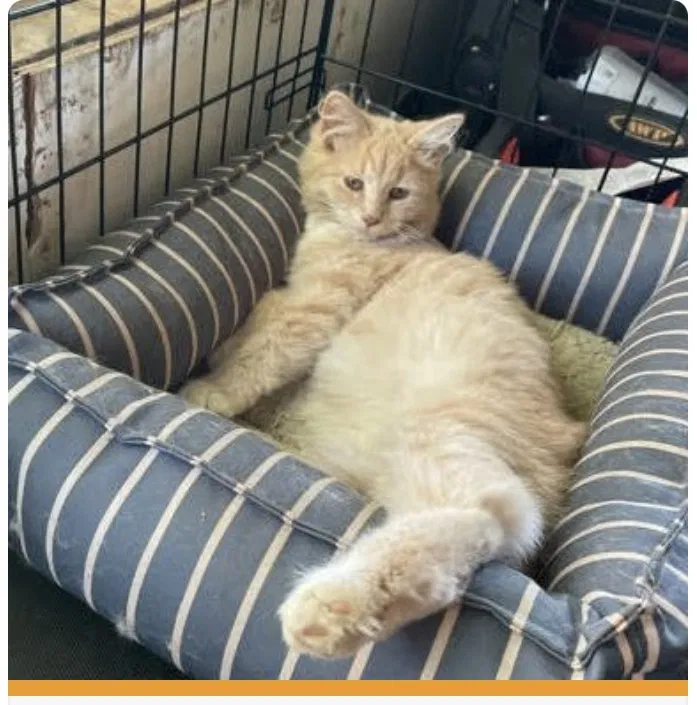 Lost cat in Rockford, MI, 49341