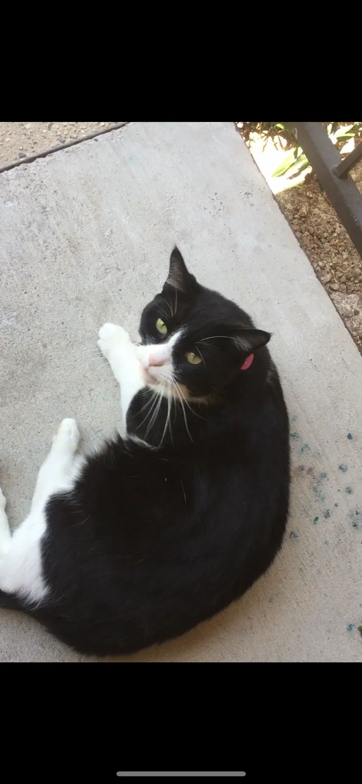 Lost cat in Las Vegas, NV, 89120