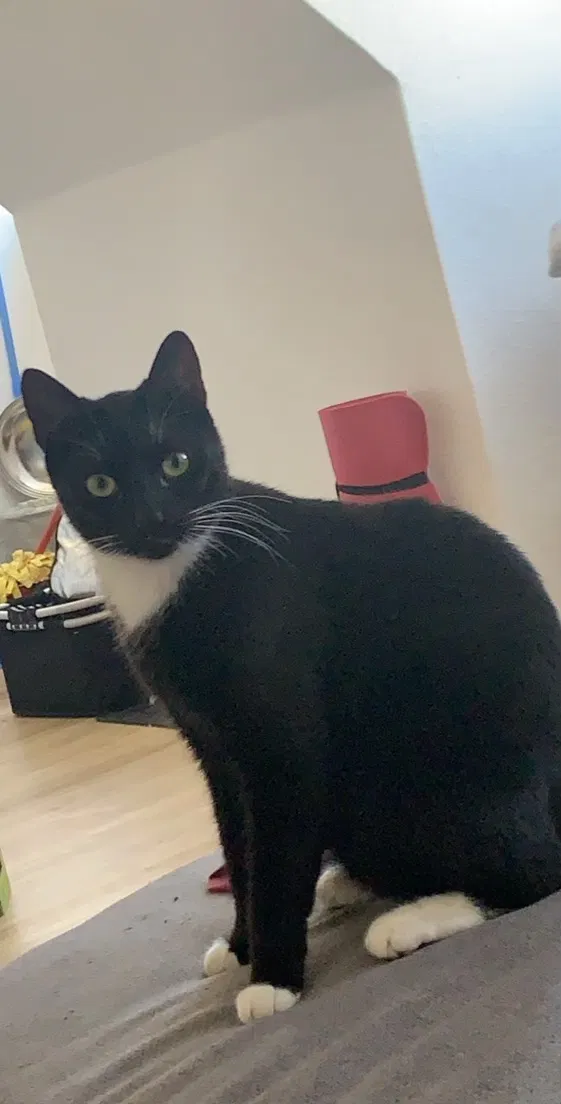 Lost cat in Harrison, TN, 37341