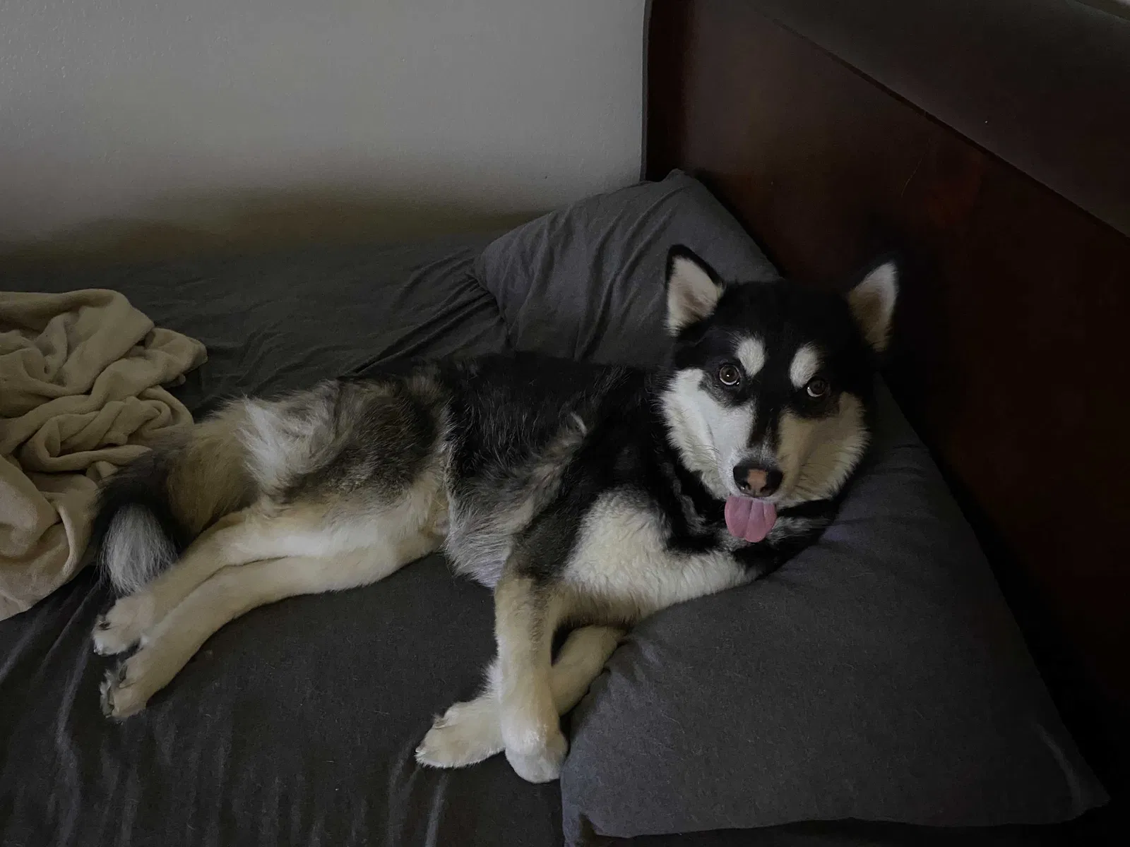 Lost dog in Henderson, NV, 89074