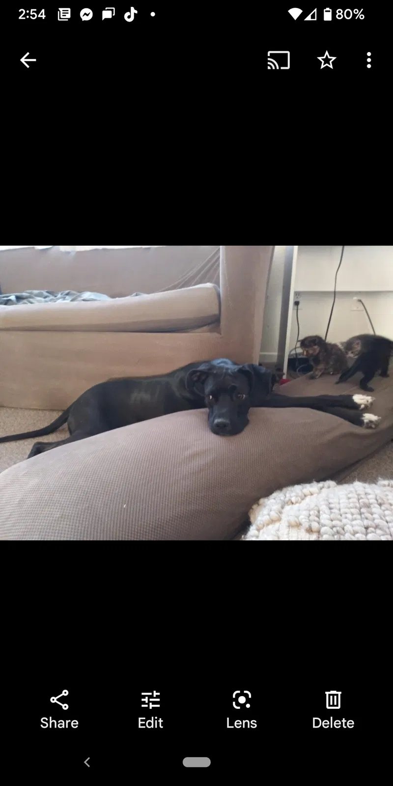 Lost dog in Mc Farland, CA, 93250