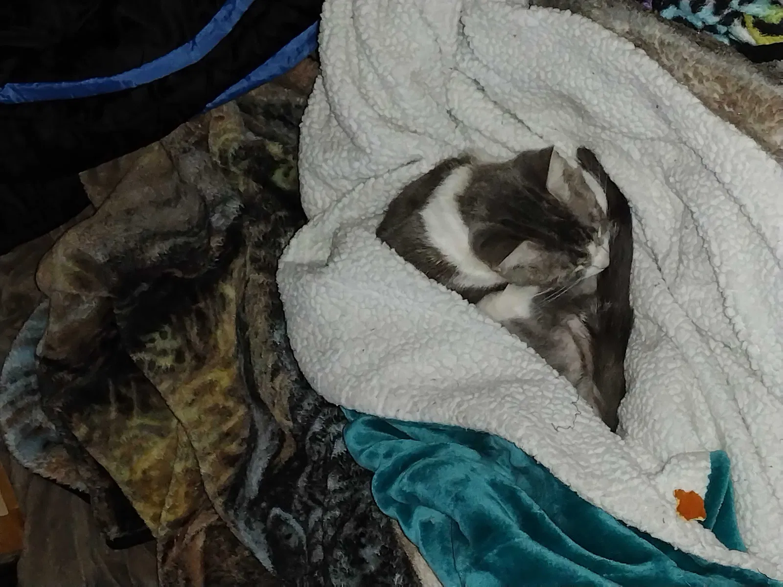 Lost cat in Vancouver, WA, 98683